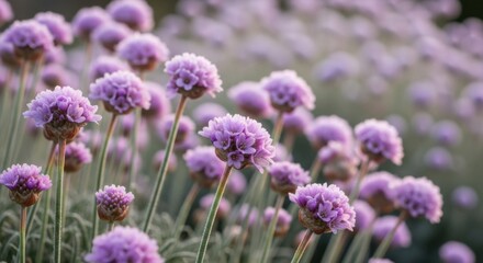 Fototapeta premium Delicate Sea Pink Flowers in Soft Morning Light