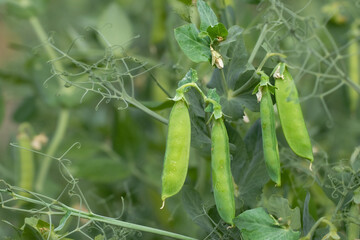 Early pea plant with flower, green leaves, and thin pods. Common legume in spring cultivation.