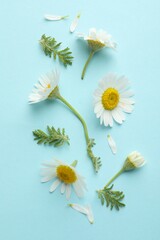 Beautiful chamomile flowers and green leaves on light blue background, flat lay