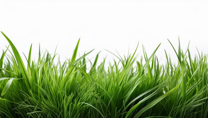Fototapeta premium lush green grass isolated on white background for design