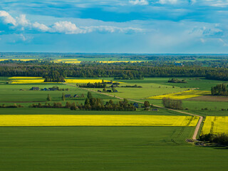 Obraz premium Rapeseed fields in the countryside of Zemgale, Latvian nature.