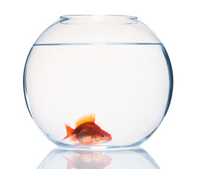 Gold fish swimming in aquarium with clean water isolated on white