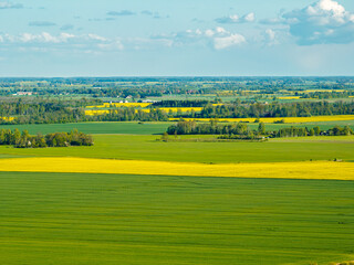 Fototapeta premium Rapeseed fields in the countryside of Zemgale, Latvian nature.