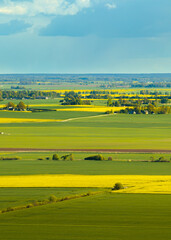 Fototapeta premium Rapeseed fields in the countryside of Zemgale, Latvian nature.
