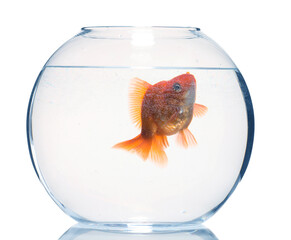 Gold fish swimming in aquarium with clean water isolated on white