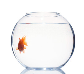 Gold fish swimming in aquarium with clean water isolated on white
