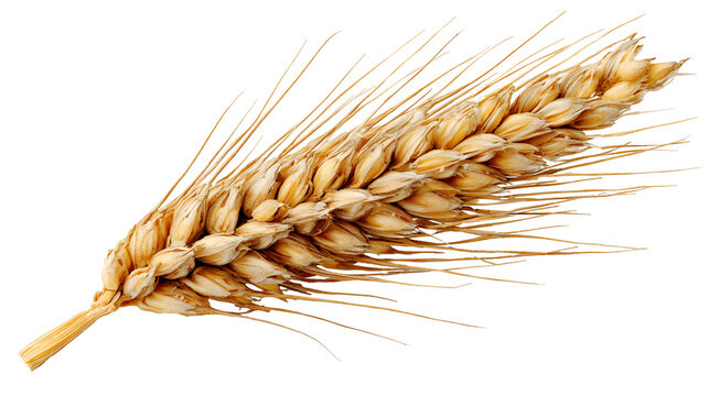 Golden Wheat Ear Isolated on Black Background - Powered by Adobe