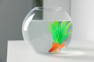 Beautiful goldfish in round aquarium on white table