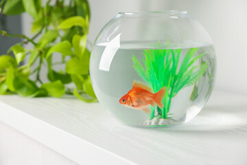 Beautiful goldfish in round aquarium and houseplant on white table