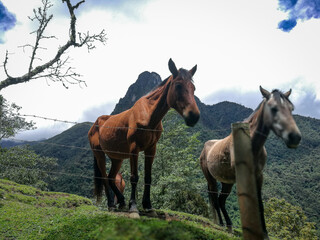 Obraz premium hiking trail in valle de cocora, colombia