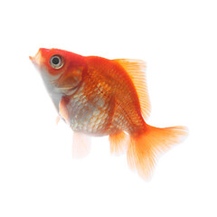 One small beautiful goldfish isolated on white