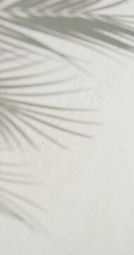 Vertical video of white plaster background with tropical palm leaves shadows. Copy space