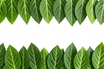 Vibrant Green Leaves Border Frame Nature Photography Background