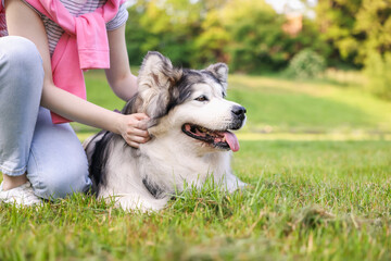 Woman with her cute Alaskan malamute dog on green grass outdoors in morning, closeup