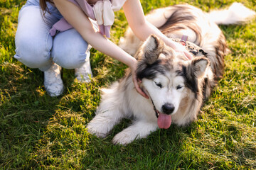 Woman with her cute Alaskan malamute dog on green grass outdoors in morning, closeup