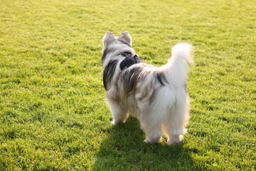Adorable Alaskan malamute dog standing on green grass outdoors in morning