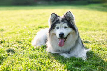 Adorable Alaskan malamute dog lying on green grass outdoors in morning