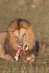 Lion and Zebra Bones