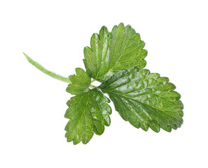 Sprig with green strawberry leaves isolated on white