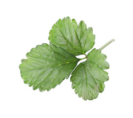 Sprig with green strawberry leaves isolated on white