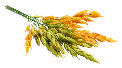 Golden Oats Bunch Harvest Nature Agriculture Farm,