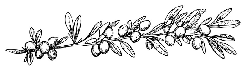 olive branch with fruits and leaves