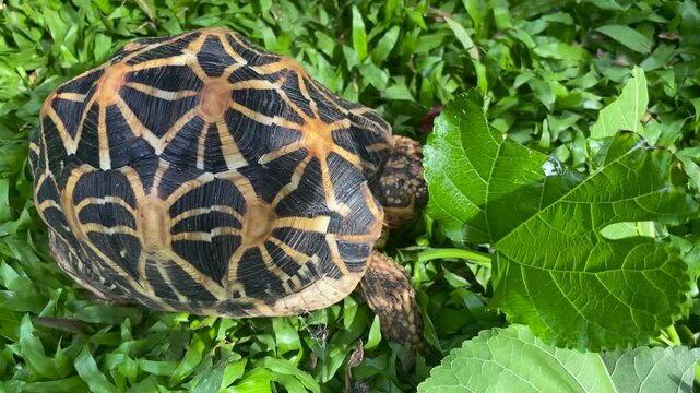High Angle View of a Beautiful Sri Lankan Star Tortoise on Vibrant Green Grass eating green leaves.