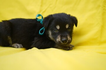 Portrait of a black puppy with blue ribbon, photo of a puppy on a yellow background