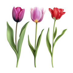 Tulip flowers are set, vibrant arrangement of tulip flowers in various colors, isolated on transparent background