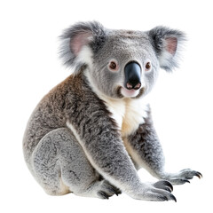 Fototapeta premium Koala Sitting on Branch - Cute Marsupial on Transparent Background