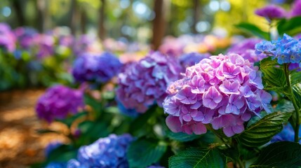Obraz premium Blooming hortensia flowers growing in a park during a bright sunny day