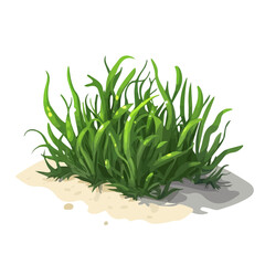 Sea Grass, flat 2D isometric cartoon vector image isolated on white background.