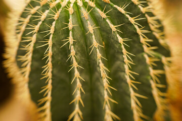 Green cactus. Close up. 