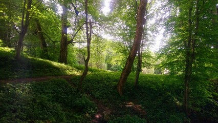 sun rays in the forest
