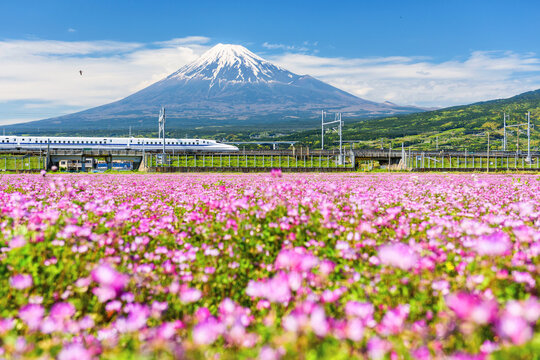 Shinkansen JR Bullet train pass through Mt. Fuji, Shizuoka, Japan