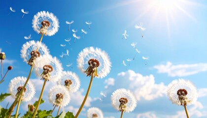 タンポポの綿毛と背景画像、シンプルに仕上げる