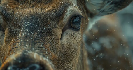 Caring for Wildlife