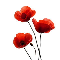 Obraz premium Three Dew-Kissed Red Poppies on Black Background,