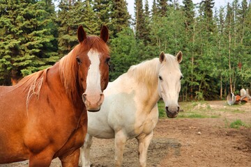 Obraz premium Yukon Territories, Canada