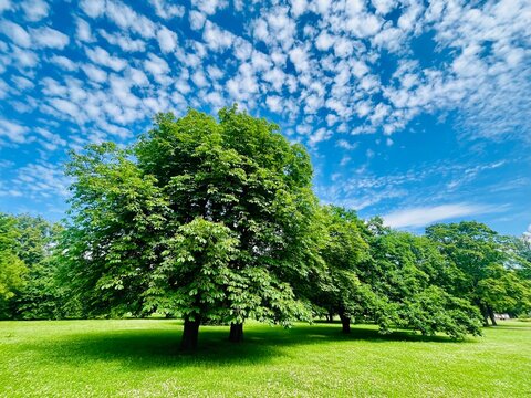Beautiful green trees in the field, blue sky with many small fluffy clouds