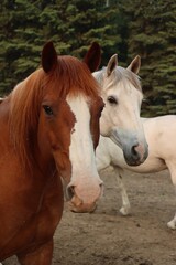 Fototapeta premium Yukon Territories, Canada