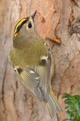 a goldcrest backview