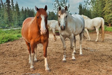Obraz premium Yukon Territories, Canada