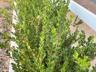 Japanese boxwood plant is drought tolerant