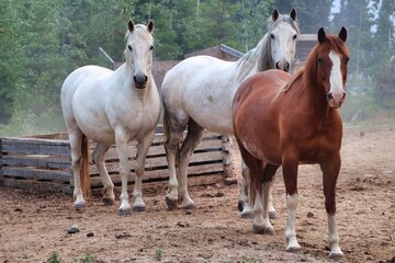 Obraz premium Yukon Territories, Canada