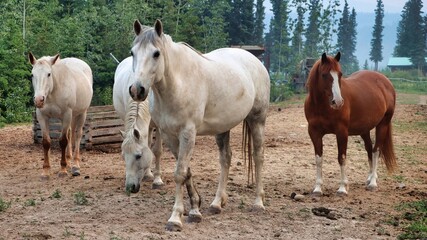 Obraz premium Yukon Territories, Canada