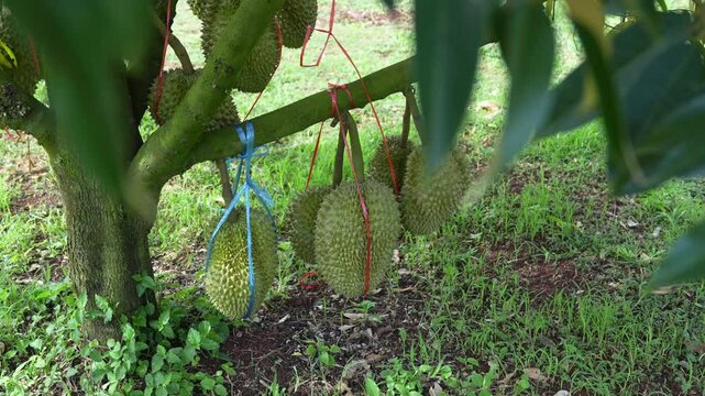 There are many durian trees on the trees, a seasonal fruit grown in the volcanic soil of Thailand.
