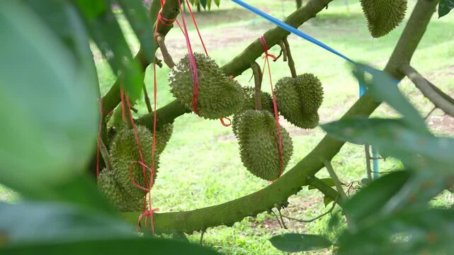 There are many durian trees on the trees, a seasonal fruit grown in the volcanic soil of Thailand.