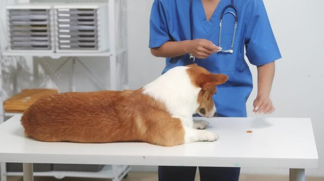 A young Asian female veterinarian gently examines a calm Corgi dog indoors at pet clinic, highlighting professional pet care, importance of regular health checkups and vaccinations like rabies shots.