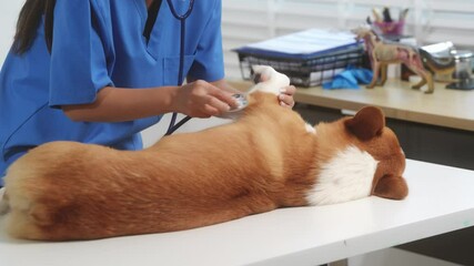 A young Asian female veterinarian gently examines a calm Corgi dog indoors at pet clinic, highlighting professional pet care, importance of regular health checkups and vaccinations like rabies shots.